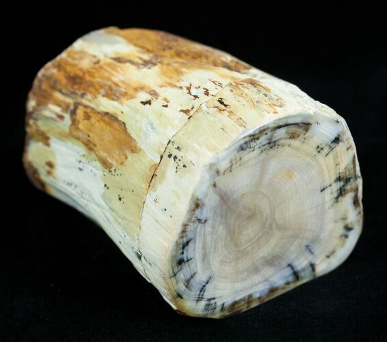 Petrified Wood Limb From Washington #1823